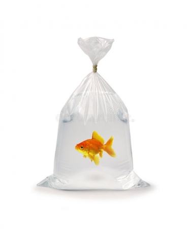 Goldfish in a bag